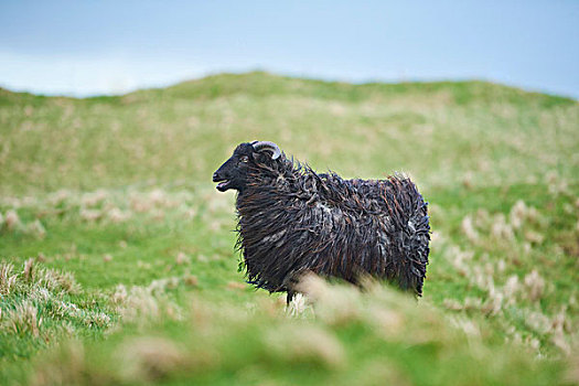 头像,绵羊,春天,赫尔戈兰岛,德国