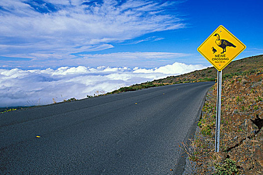 夏威夷雁,标识,途中,顶峰,哈雷阿卡拉火山口,哈莱亚卡拉国家公园,岛屿,毛伊岛,夏威夷