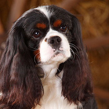 查尔斯王犬,三种颜色,雄性,3岁,动物