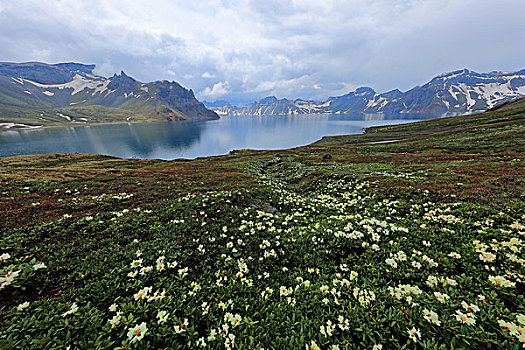 长白山高山花卉