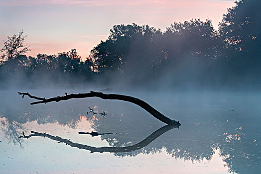 晨雾,国家公园,湿地,维也纳,下奥地利州,奥地利,欧洲