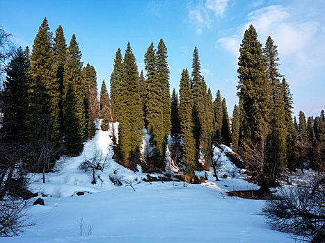 冬季新疆林区