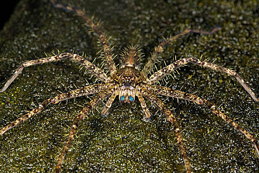 巨大,蟹蛛,丹浓谷保护区,马来西亚