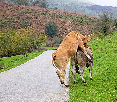 母牛,相爱,装扮,交媾,比利牛斯山脉,道路,草地