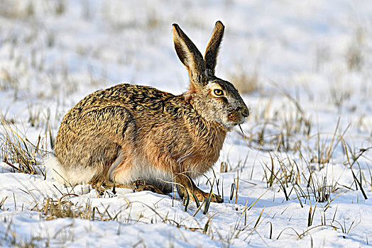 欧洲野兔,吃,积雪,草地,国家公园,新希德尔湖,布尔根兰,奥地利,欧洲