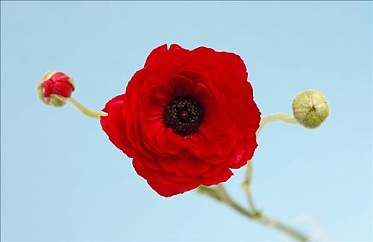 花毛茛,红花