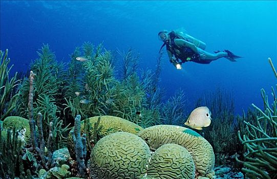 潜水者,珊瑚礁,荷属列斯群岛,博奈尔岛,加勒比海