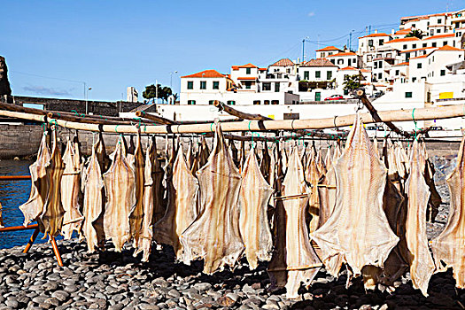 港,生活,鱼,干燥的,卡马拉罗伯士,葡萄牙