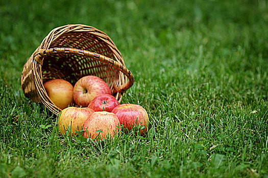 柳条篮,满,节日,苹果,新鲜,草