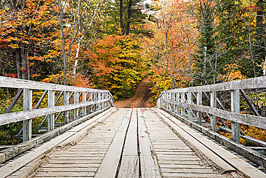 桥,河,彩色,秋日树林,安大略省,加拿大