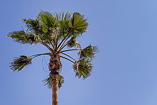 棕榈树,蓝色背景,天空