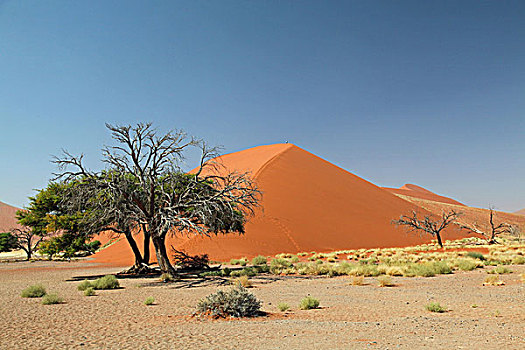 杜奈,纳米比沙漠,公园