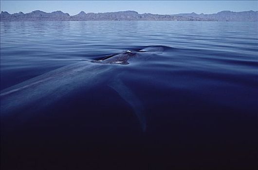蓝鲸,平面,科特兹海,墨西哥