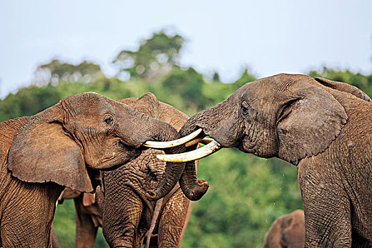 肯尼亚,雄性动物,大象,打斗