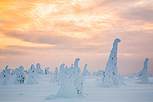 积雪,云杉,国家公园,芬兰,欧洲