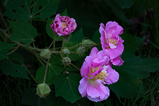 木芙蓉,木莲,芙蓉花