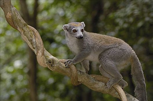 冠,狐猴,雌性,攀登,藤蔓植物,脆弱,安卡拉那特别保护区,北方,马达加斯加