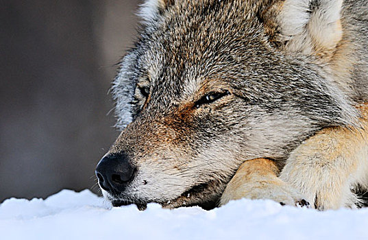 灰狼,狼,休息,雪中,挪威