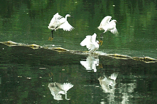 浣花溪公园的白鹭起飞