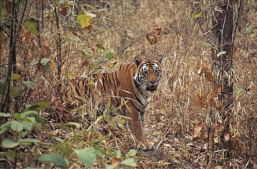 虎,孟加拉虎,濒危物种,哺乳动物,丛林,甘哈国家公园,中央邦,印度,亚洲,动物