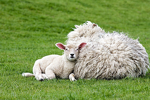 母羊,羊羔,躺着,草场