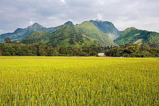 琅勃拉邦,省,成熟,稻米,稻田,魅力,乡村,靠近