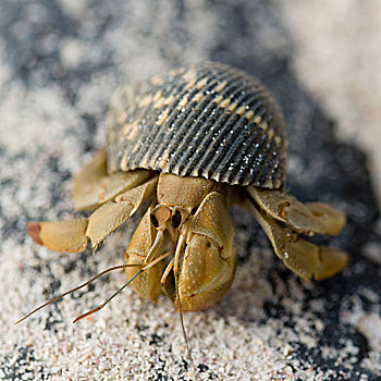 蜗牛,壳,沙子,加拉帕戈斯