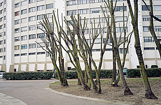 修剪,树,正面,大,建筑,巴黎,法国,序列,2007年