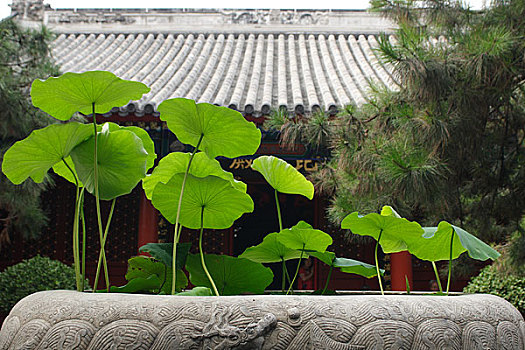 北京牛街上的法源寺