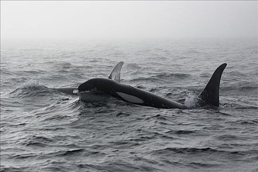 逆戟鲸,平面,雾,威廉王子湾,阿拉斯加