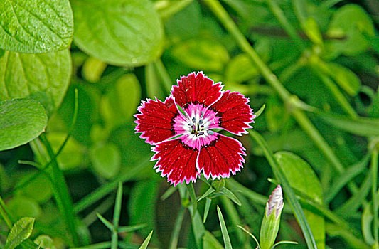 花,达卡,孟加拉,2008年