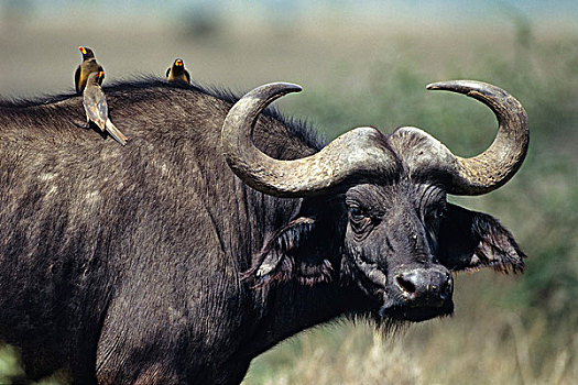 非洲水牛,塞伦盖蒂国家公园,坦桑尼亚,东非,非洲