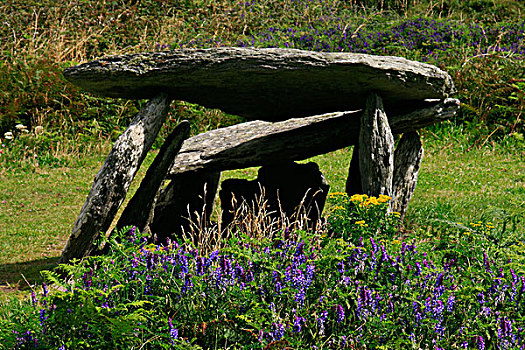 圣坛,巨石墓,野花,靠近,科克郡,爱尔兰