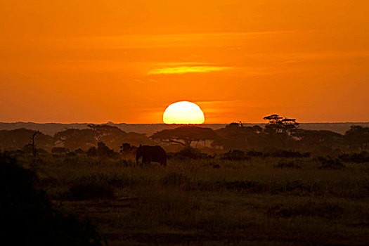 大象,日落,安伯塞利国家公园