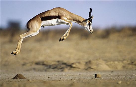 跳羚,卡拉哈迪大羚羊国家公园,卡拉哈里沙漠,北开普,南非