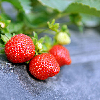 草莓,灌木,花园
