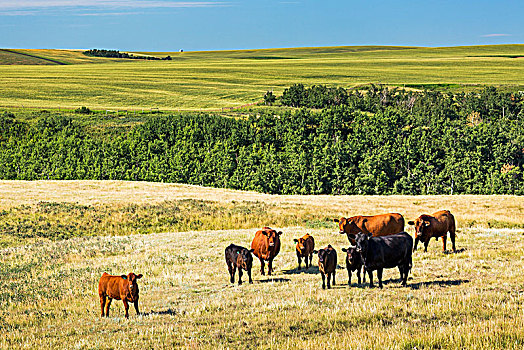 牛,地点,群山,背景,蓝天,艾伯塔省,加拿大