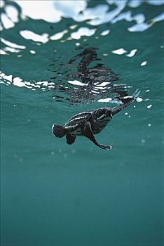 棱皮海龟,棱皮龟,孵化动物,游泳,海湾,巴布亚新几内亚
