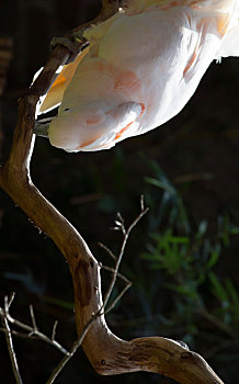 美冠鹦鹉