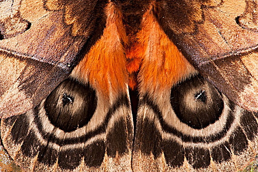 蛾子,蚕蛾,假的,翼,国家公园,亚马逊河,厄瓜多尔