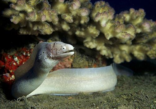 撒胡椒,海鳗,躺着,沙,地面,阿曼,阿拉伯半岛,印度洋,亚洲