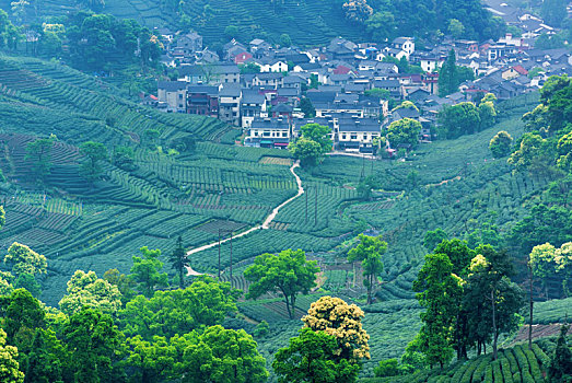 杭州梅家坞茶山