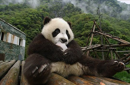 大熊猫,老,幼兽,吃,甘薯,冰冻,冰,卧龙自然保护区,中国