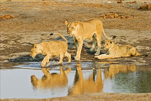 玩,雌狮,杯子,狮子,水坑,萨维提,博茨瓦纳,非洲