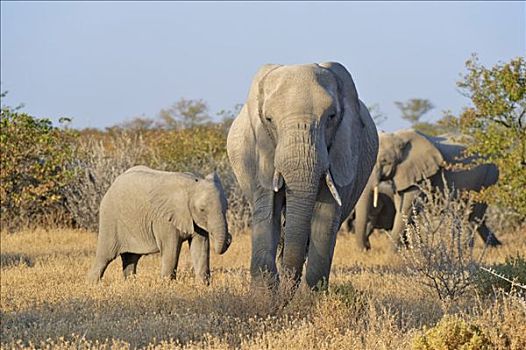 非洲,灌木,大象,非洲象,埃托沙国家公园,纳米比亚