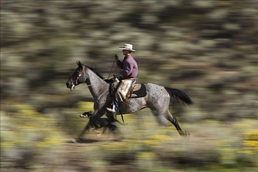 牛仔,骑,家养马,马,旁侧,水塘,两只,狗,俄勒冈