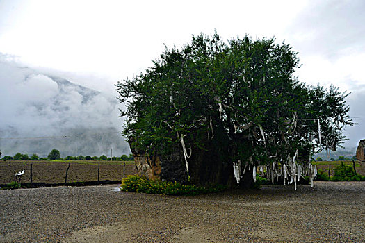 雅鲁藏布大峡谷风景