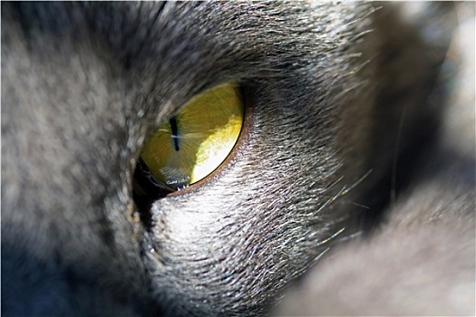 猫,眼