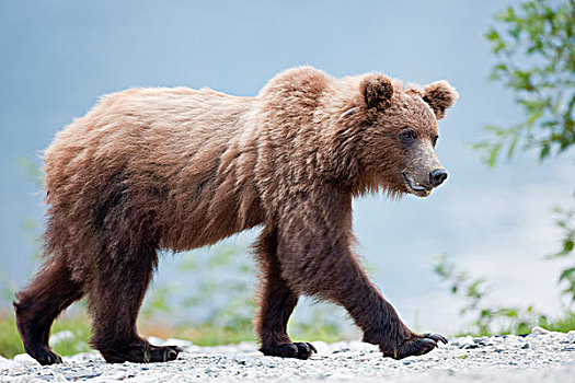 大灰熊,棕熊,海恩斯,阿拉斯加,美国