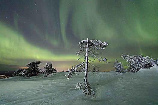 北极光,星空,雾凇,雪,木头,拉普兰,区域,芬兰,欧洲